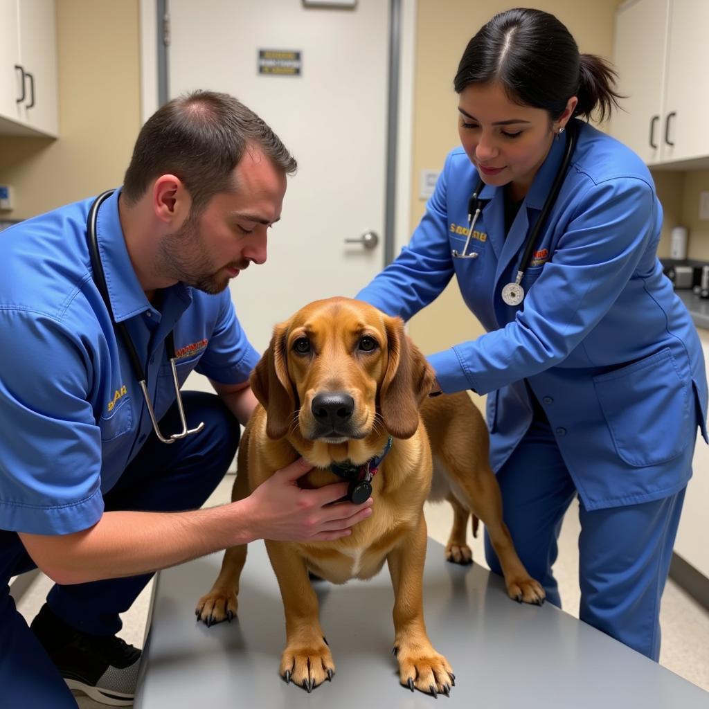 Veterinarian Examining Service Dog